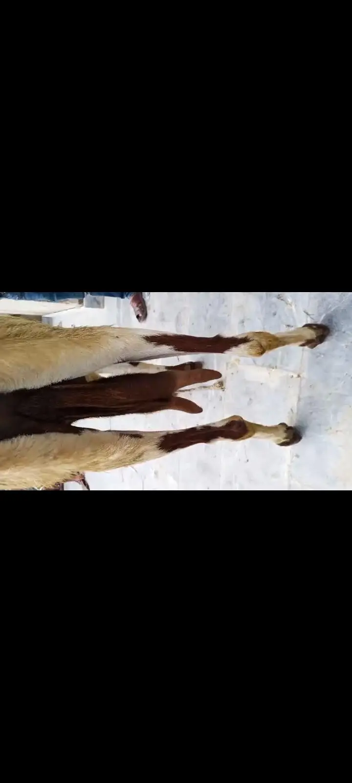 Goats Available 2 male and 3 female awla nasal — photo 12