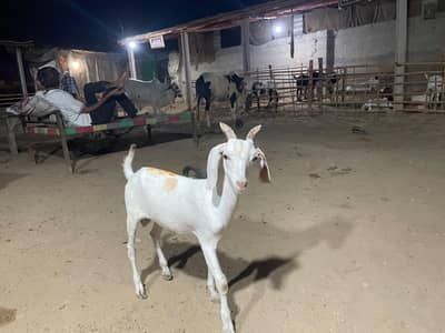 hydrabadi tapra bakra
