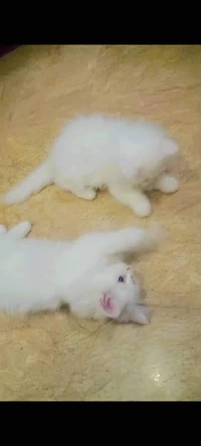Persian kittens male and female