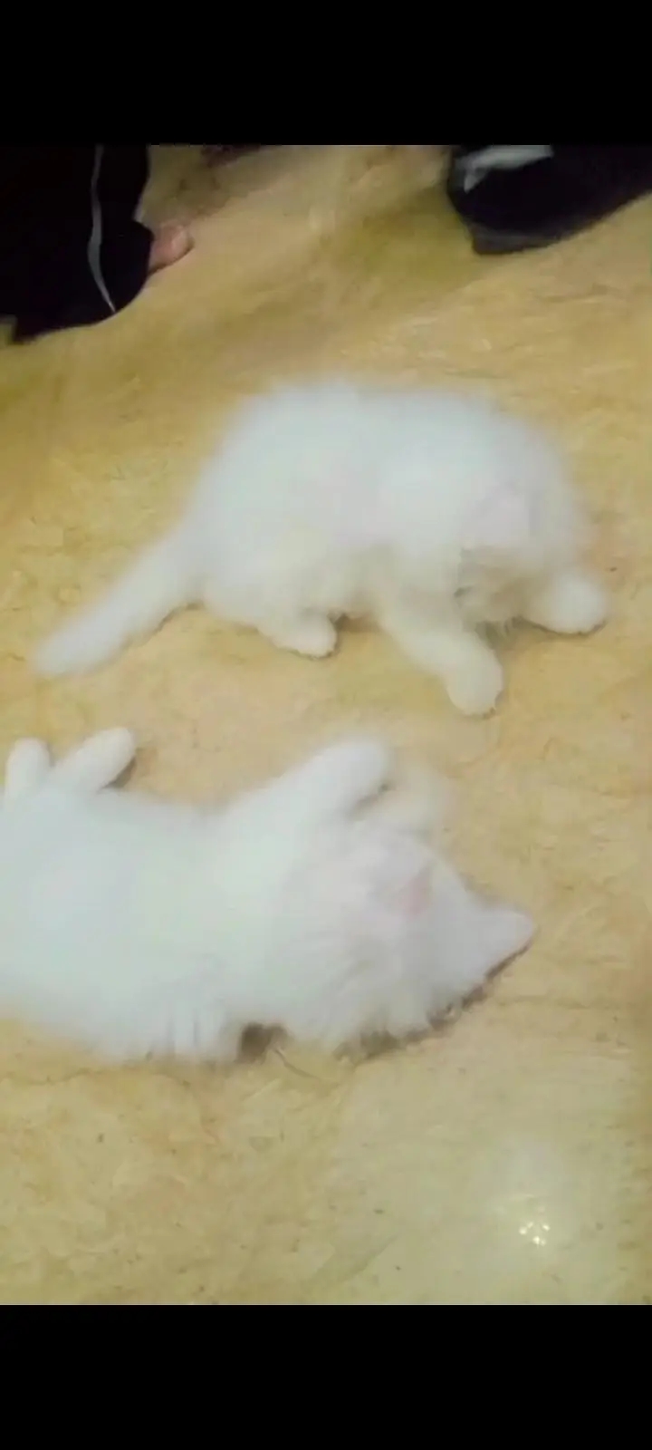 Persian kittens male and female — photo 2