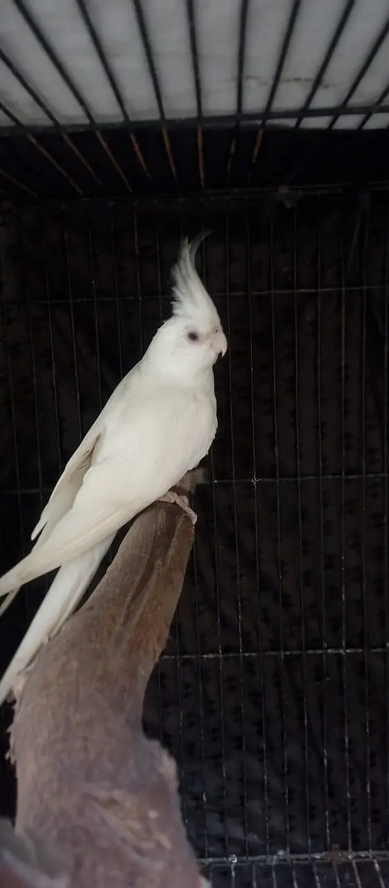 Eno red eye female cocktail available. — photo 3