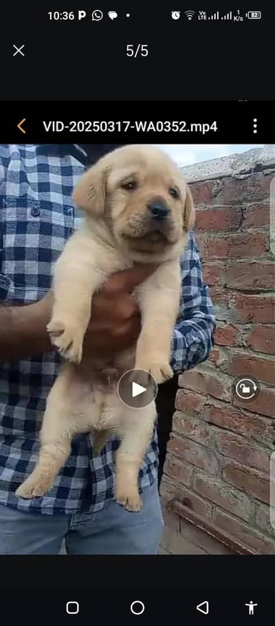 british labrador pup for sale03207562262