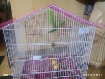 parrot