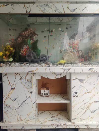 Fish Aquarium