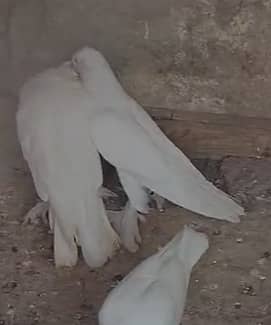 Fancy Mix Pigeons
