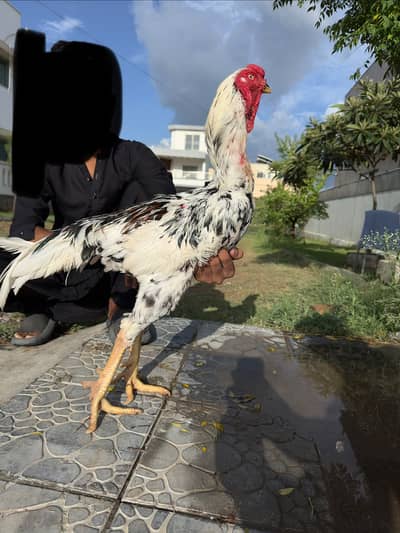 7 pigeons 6000 mein mil jayen gy . shamoo breeder patha 12000 mein
