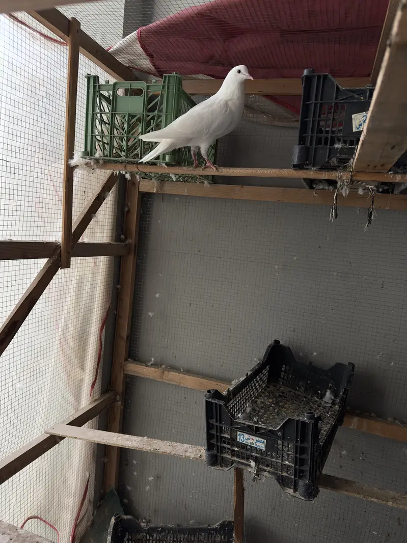 7 pigeons 6000 mein mil jayen gy . shamoo breeder patha 12000 mein — photo 2