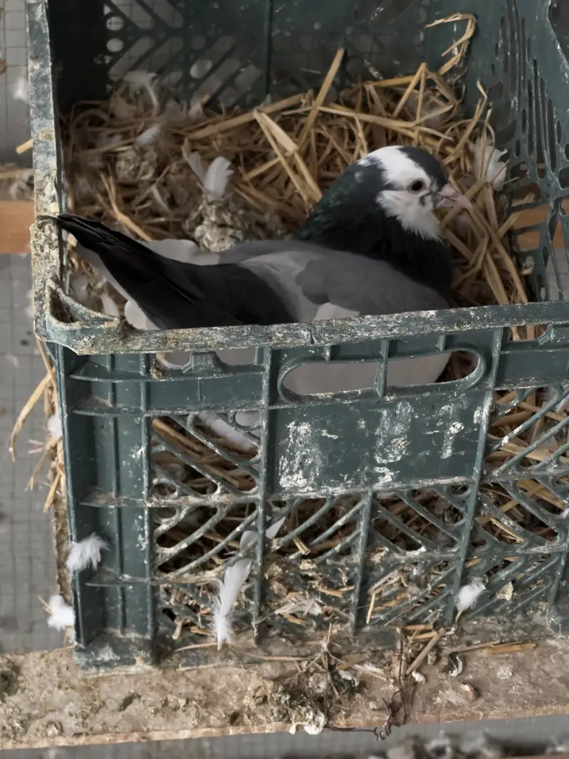 7 pigeons 6000 mein mil jayen gy . shamoo breeder patha 12000 mein — photo 3
