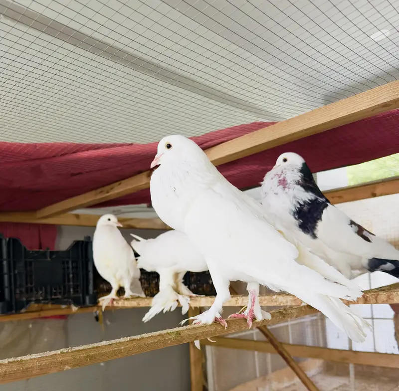 7 pigeons 6000 mein mil jayen gy . shamoo breeder patha 12000 mein — photo 4