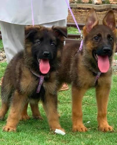 cyber Shepherd pair available for sale for sale
