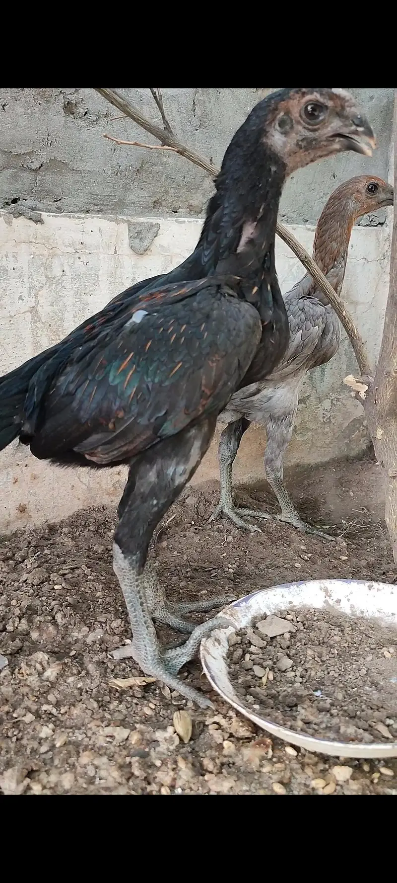 BLUE DRAGON HENS — photo 2