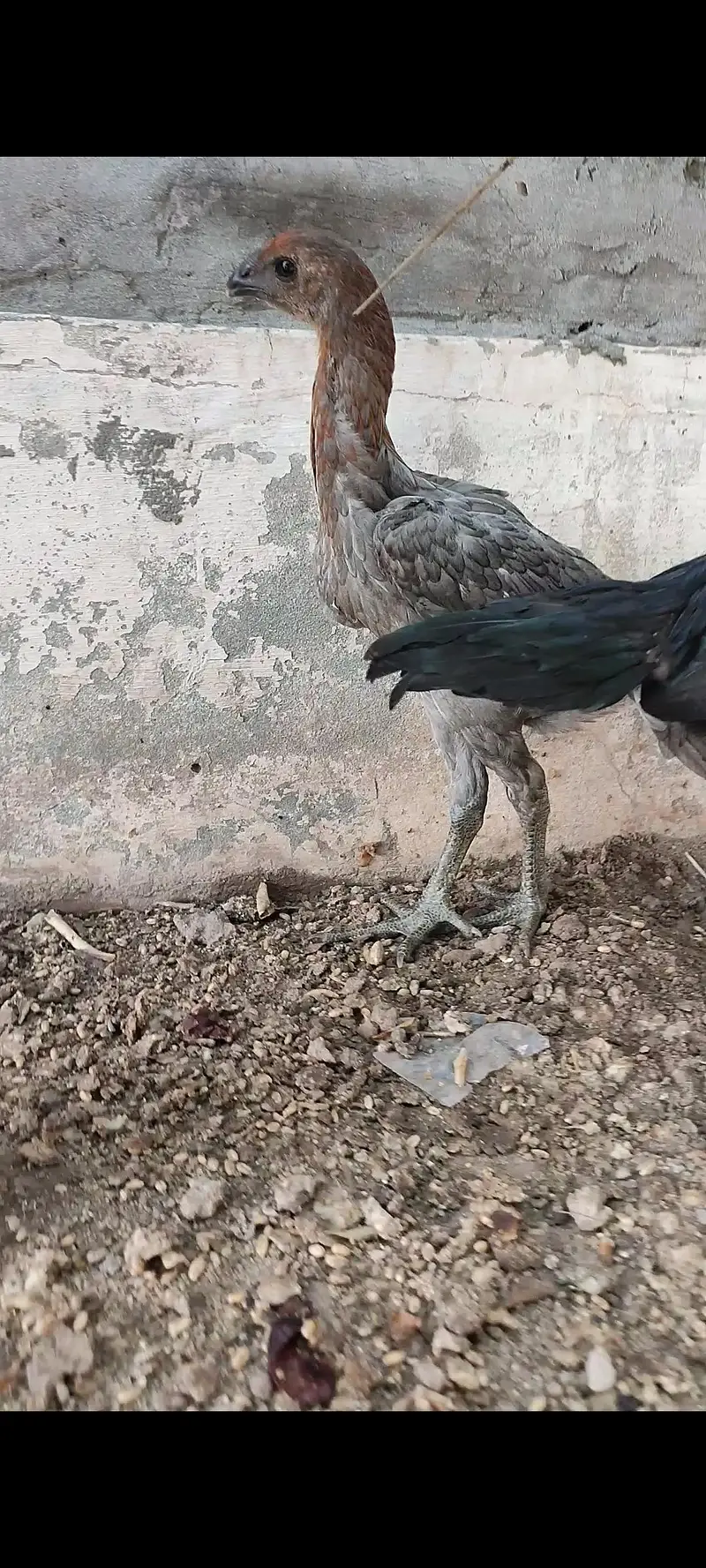 BLUE DRAGON HENS — photo 3