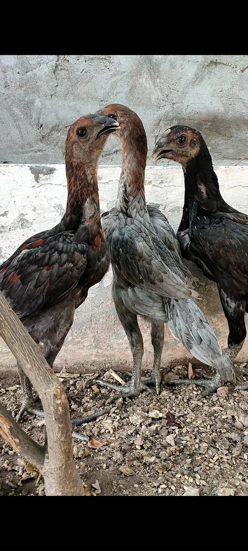 BLUE DRAGON HENS — photo 4