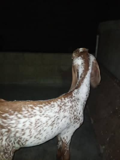 makka cheeni bakri for sell
