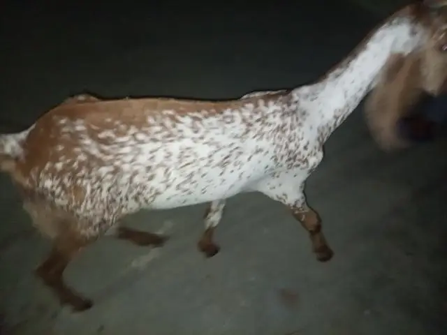 makka cheeni bakri for sell — photo 2