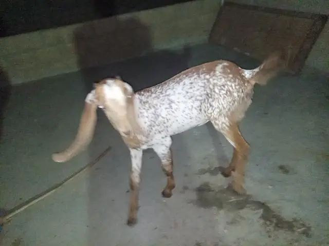 makka cheeni bakri for sell — photo 3