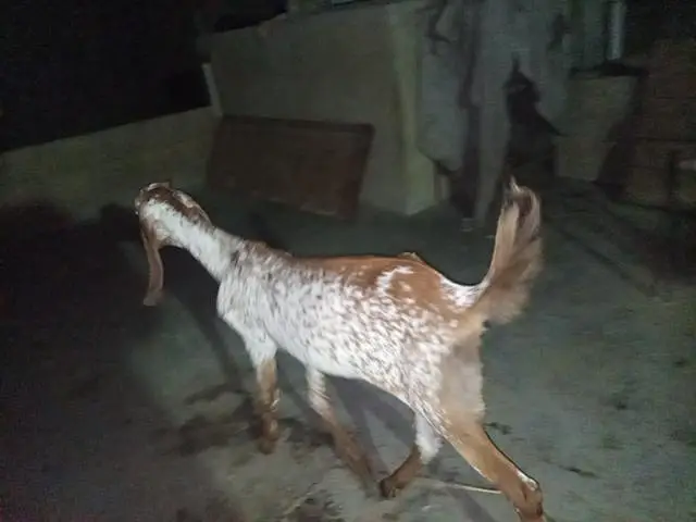 makka cheeni bakri for sell — photo 4