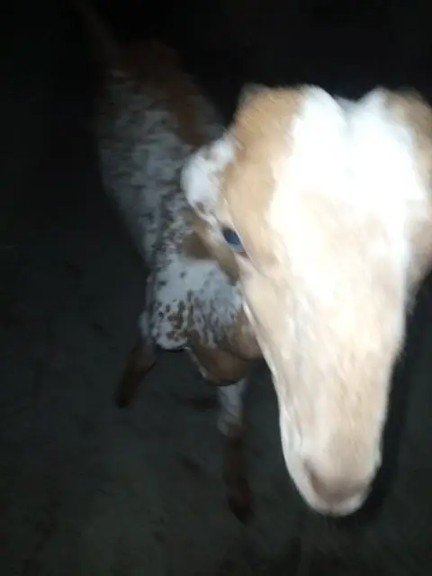 makka cheeni bakri for sell — photo 5