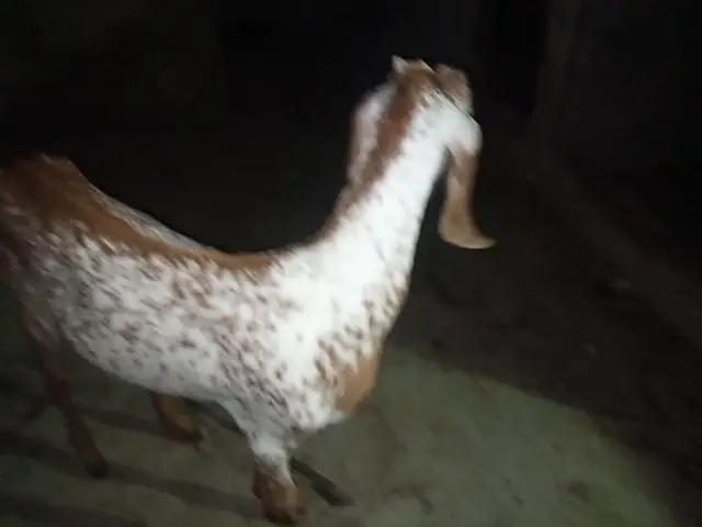 makka cheeni bakri for sell — photo 6