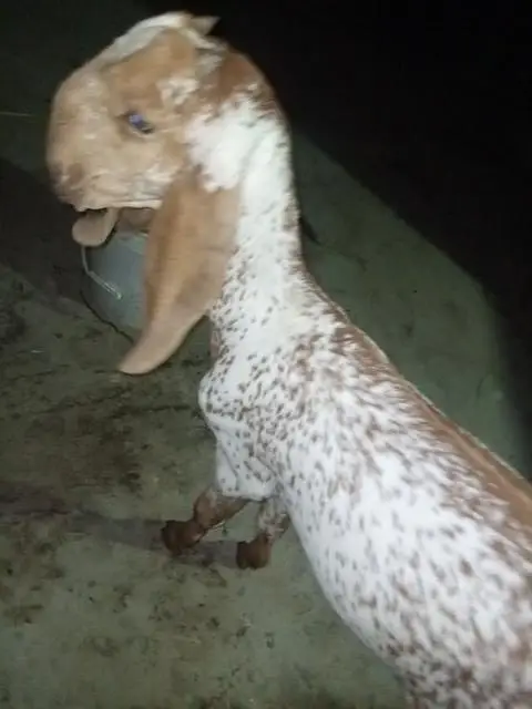 makka cheeni bakri for sell — photo 7