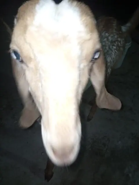 makka cheeni bakri for sell — photo 8