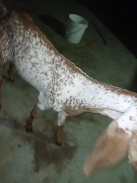 makka cheeni bakri for sell — photo 9