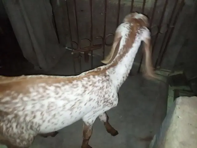 makka cheeni bakri for sell — photo 10