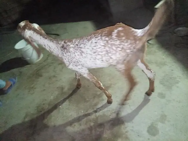 makka cheeni bakri for sell — photo 11