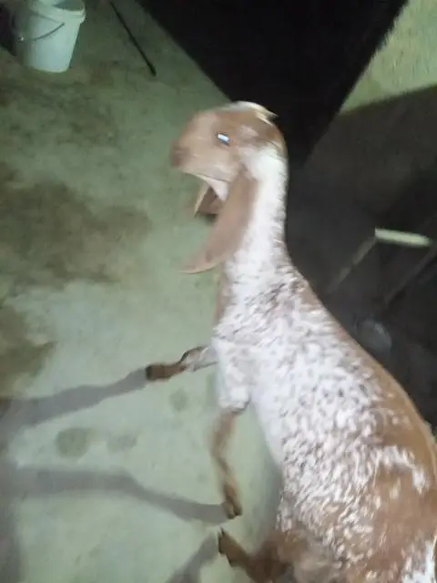 makka cheeni bakri for sell — photo 12
