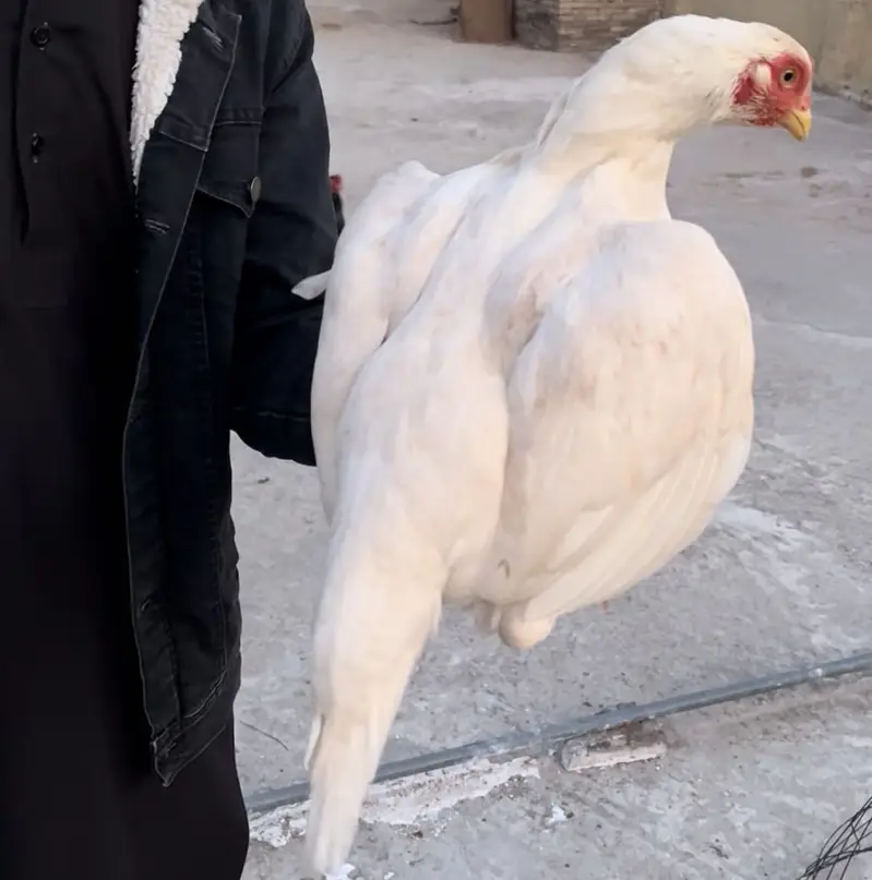 Aseel murgi — photo 3