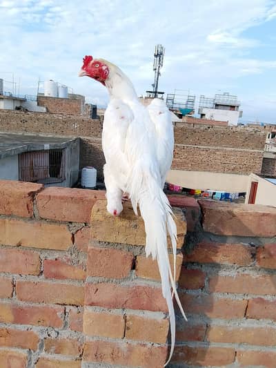 heera aseel