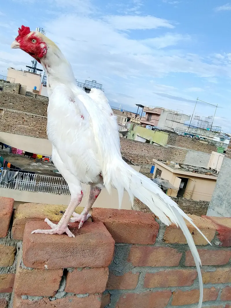 heera aseel — photo 2