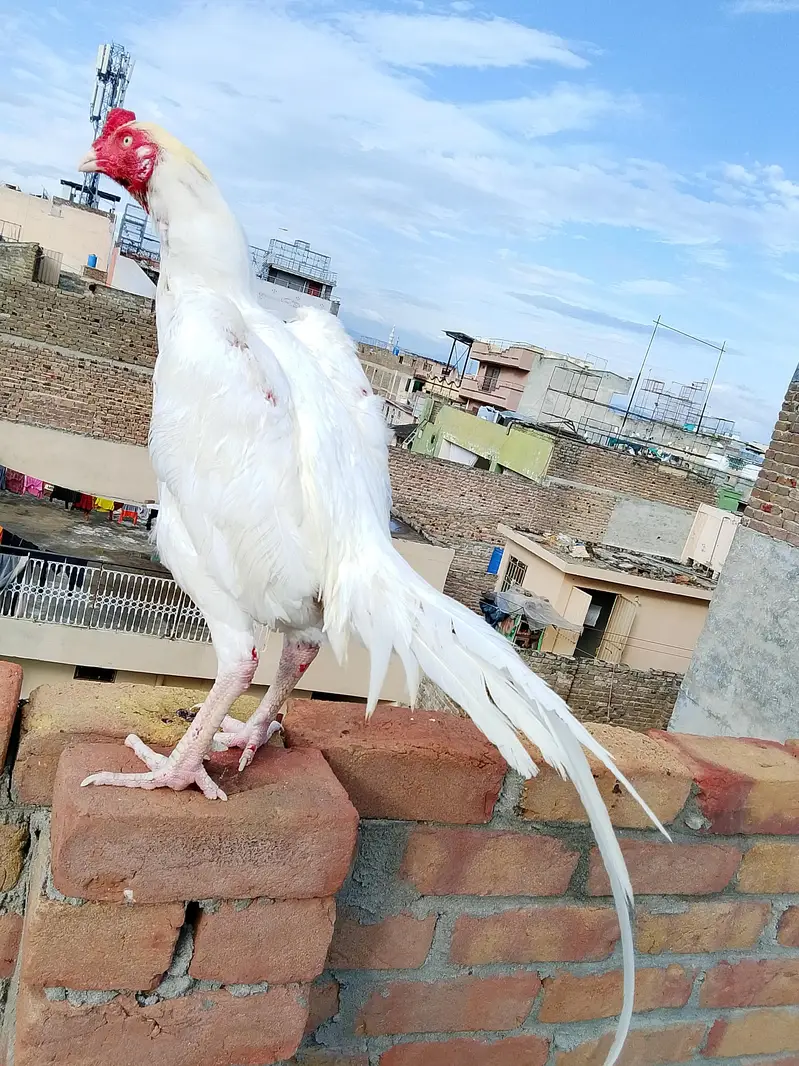 heera aseel — photo 3