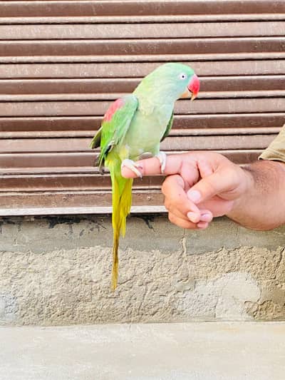Kashmiri Raw Breeder Female