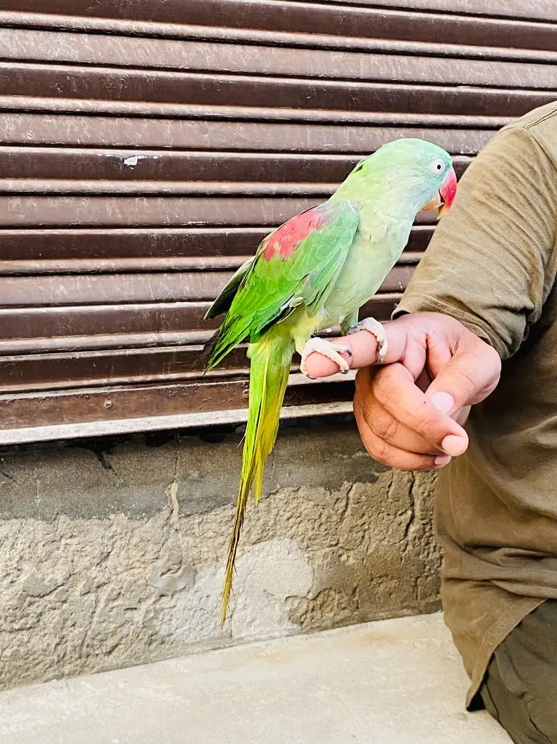 Kashmiri Raw Breeder Female — photo 2