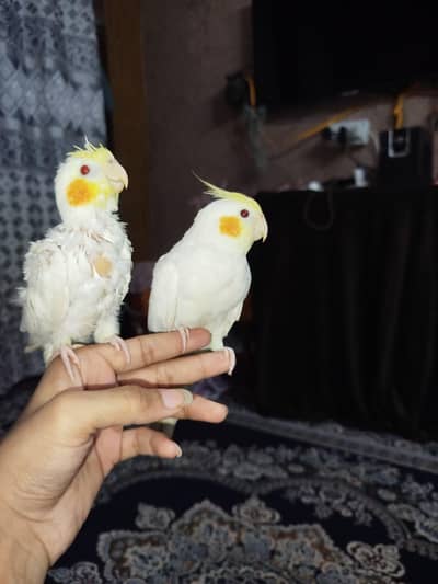 Cocktail jora No Bite Hand Tame