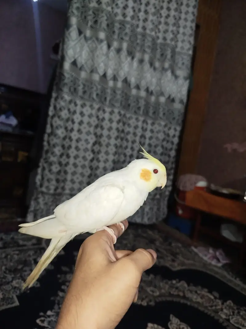 Cocktail jora No Bite Hand Tame — photo 3