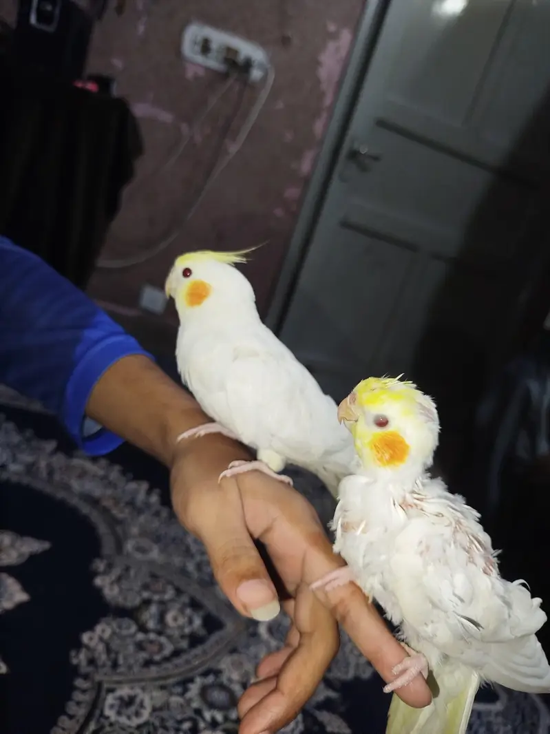 Cocktail jora No Bite Hand Tame — photo 4