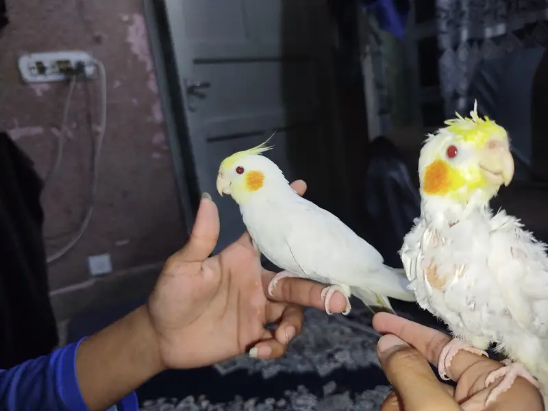 Cocktail jora No Bite Hand Tame — photo 5
