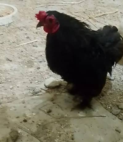 buff and bantum male and egg also available