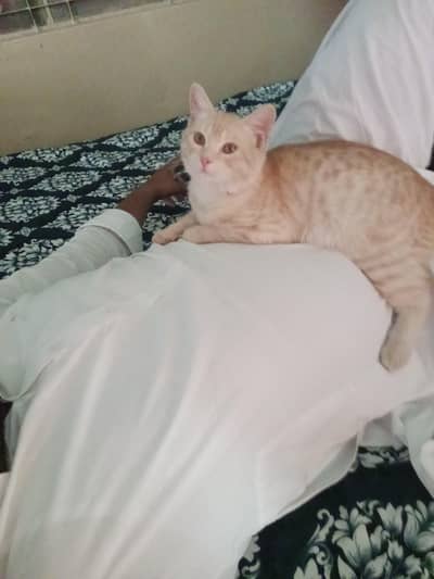 Persian cat male