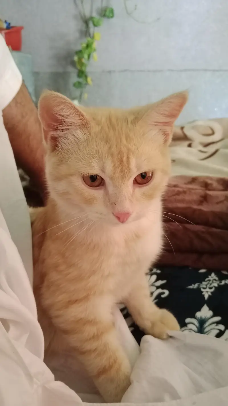 Persian cat male — photo 2