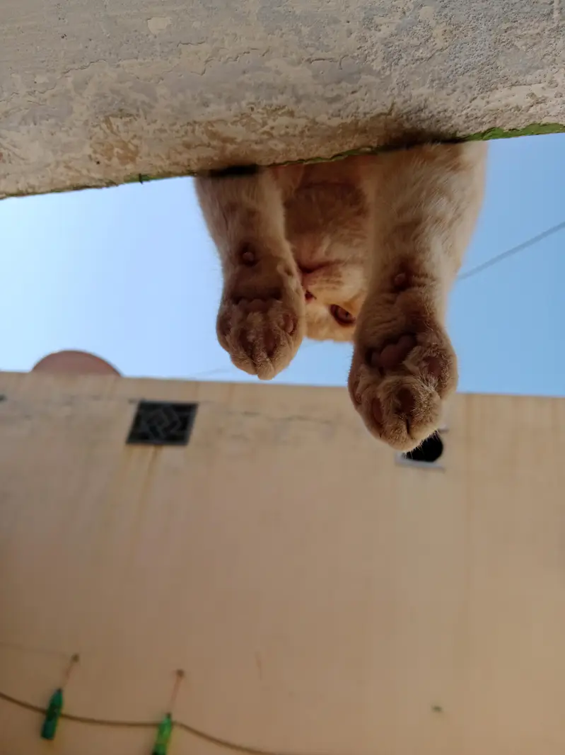 Persian cat male — photo 3