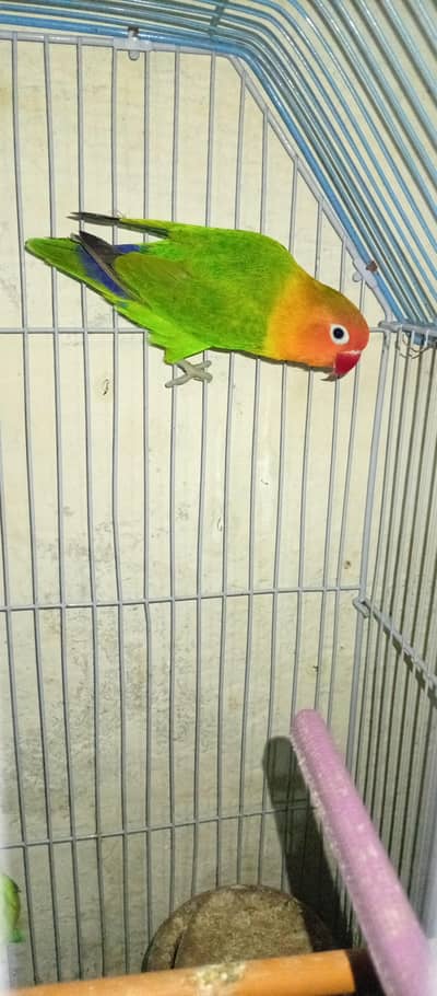 7parrot