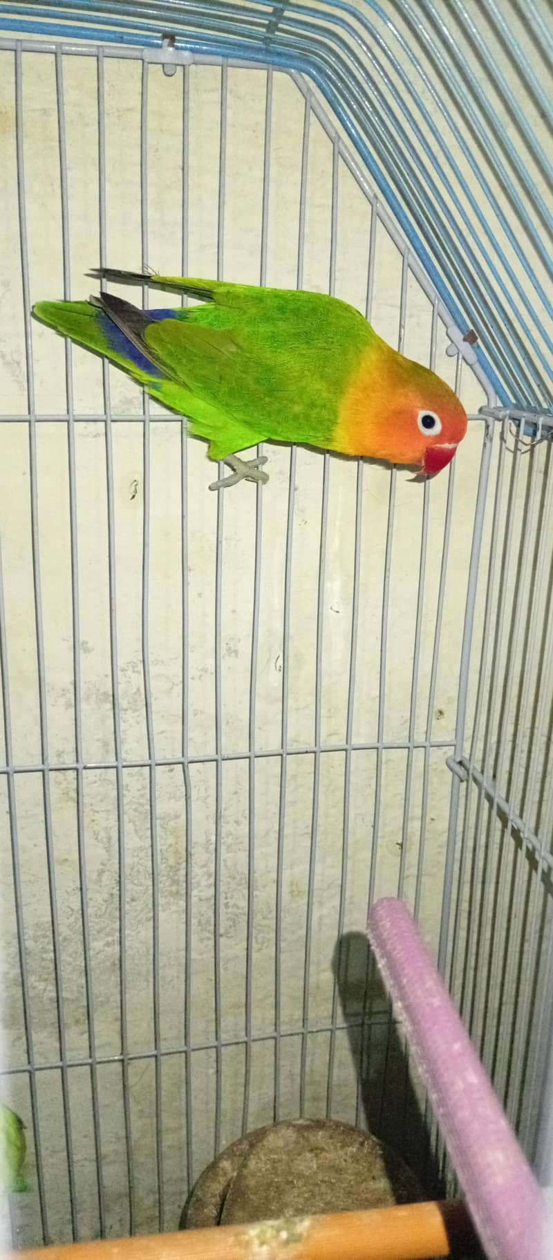 7parrot 0