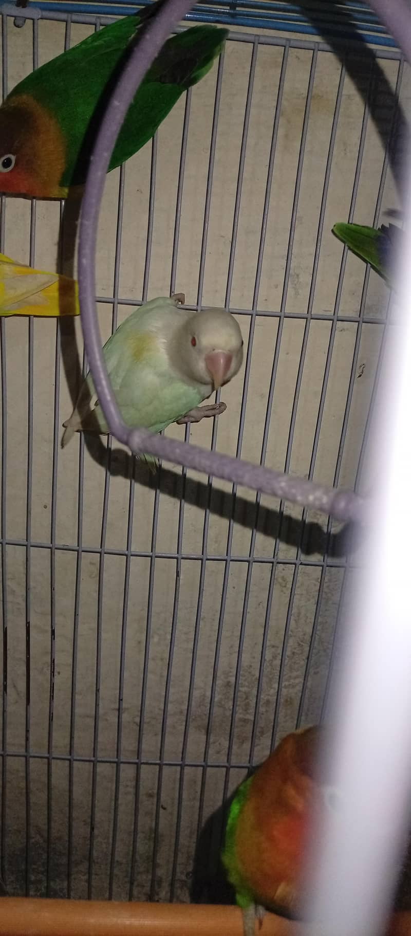 7parrot 1