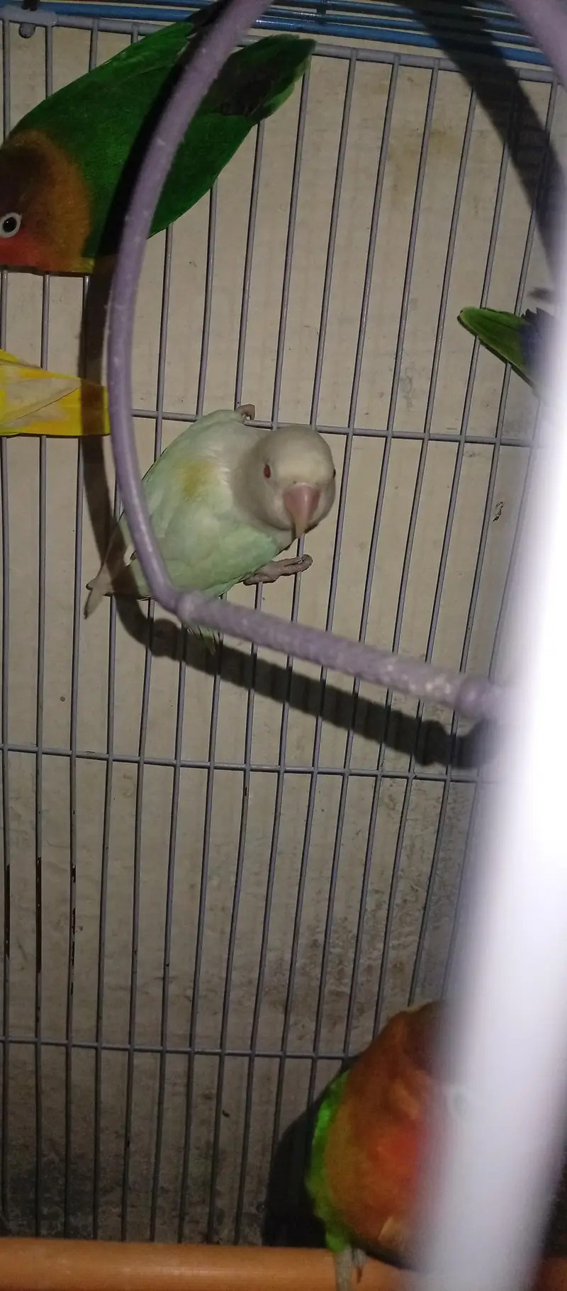 7parrot — photo 2