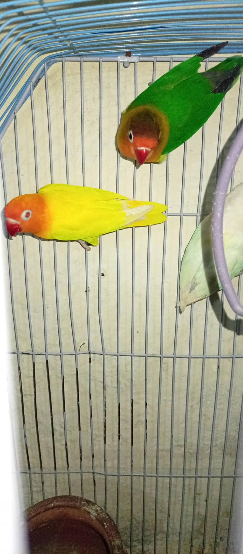 7parrot 2