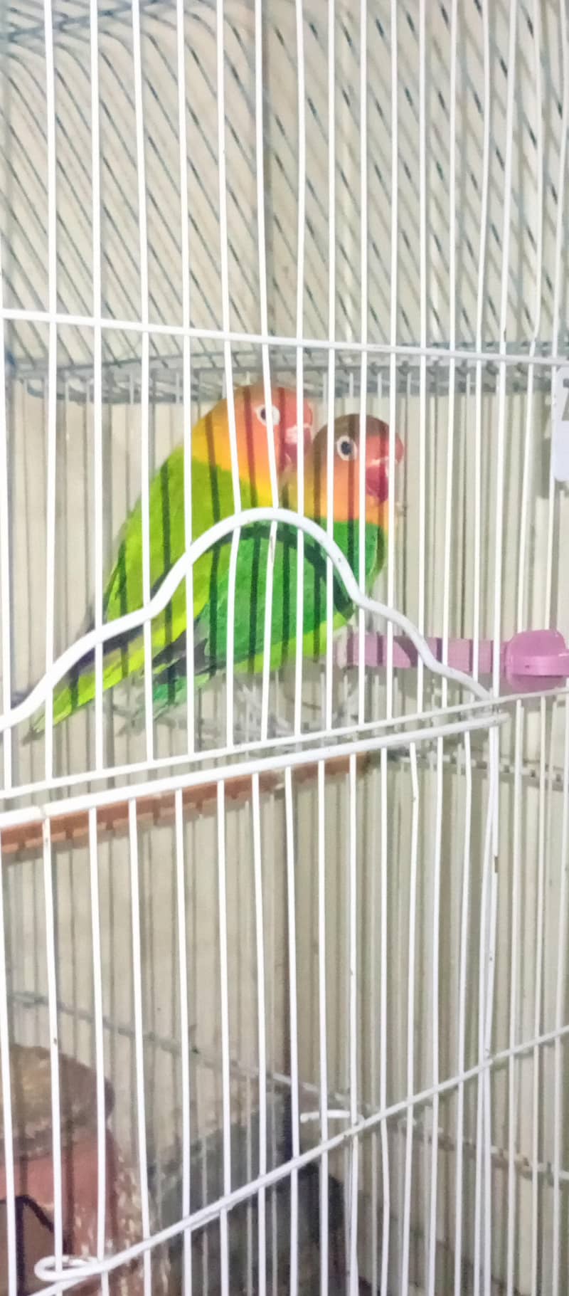 7parrot 3