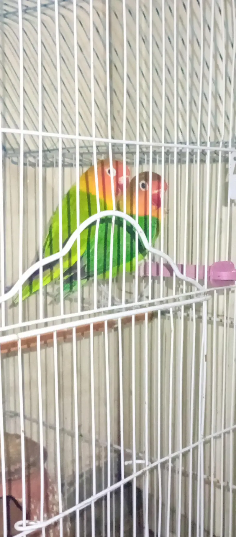 7parrot — photo 4